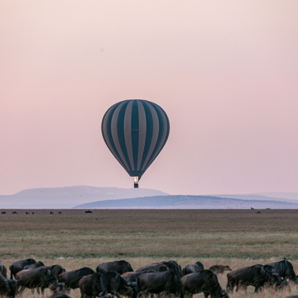 heißluftballon-über-einer-ebene-mit-einer-buffelherde
