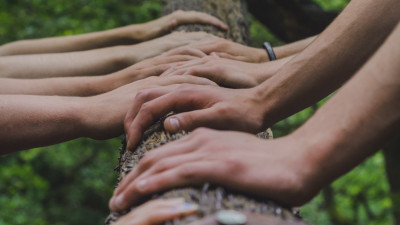 Viele Hände packen an und stützen einen Baumstamm, SUTSCHE sorgt für erfolgreiche Projekte