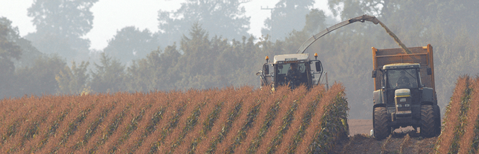 Feldarbeit mit KWS Saatgut