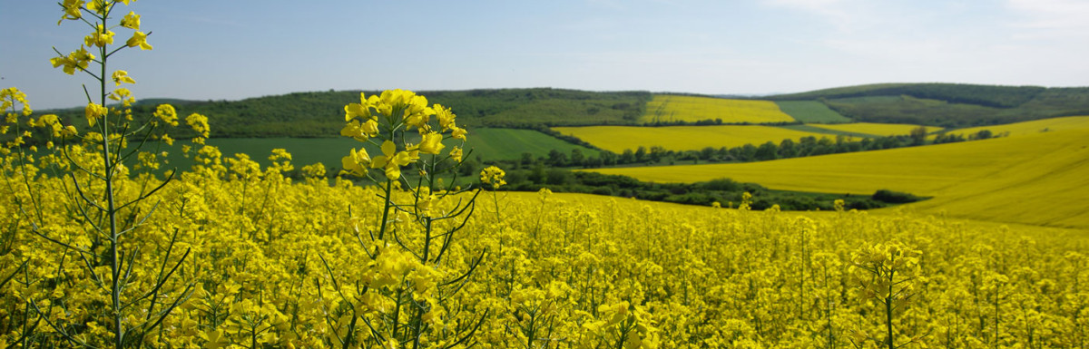 Feld in der Sonne mit KWS Saatgut