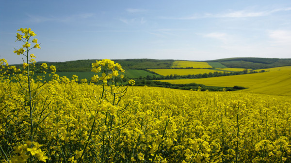 Feld in der Sonne mit KWS Saatgut