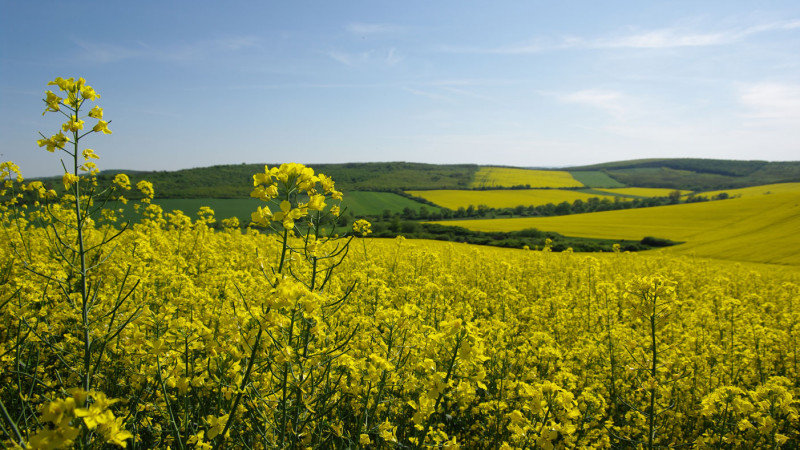 Feld in der Sonne mit KWS Saatgut