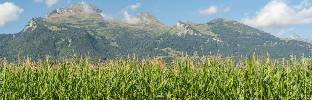 Pflanzen von KWS Saatgut