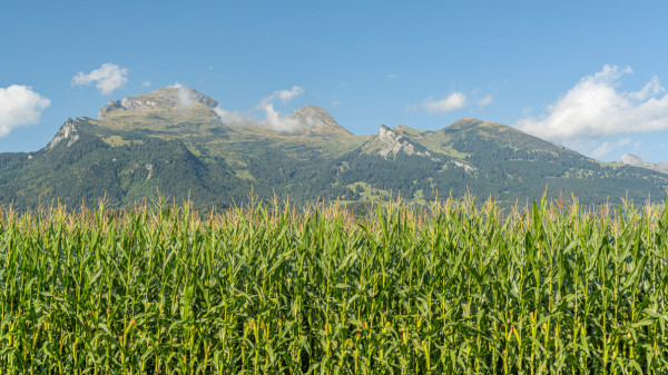 Pflanzen von KWS Saatgut
